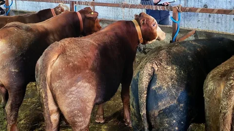 Tekirdağ'da Büyükbaş Hayvan Aşılama İşlemi