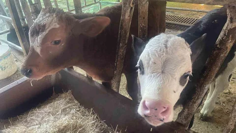 Türkiye'de Yıllık Buzağı Ölümü 500 Bini Buluyor