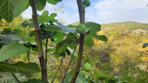 Osmaniye'de İncir Ağaçları Mevsim Dışı Meyve Verdi