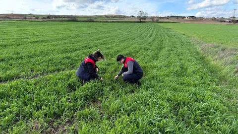 Kırklareli'nde Yem Bitkisi Kontrolleri Yapıldı