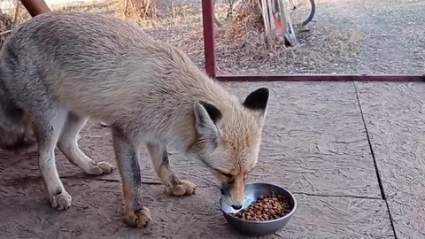 Tunceli'de Tilki ile Samimi Anlar