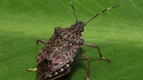 Kokarcanın Fındık Üzerindeki Etkisi Artıyor