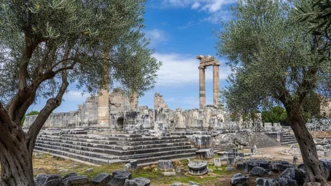 Didim'de Zeytin Ağacı Vurgusu