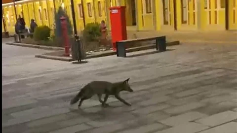 Eskişehir Tren Garı'nda Tilki Görüntülendi