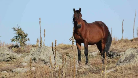 Afyonkarahisar'da Dron ile Yılkı Atları Görüntülendi