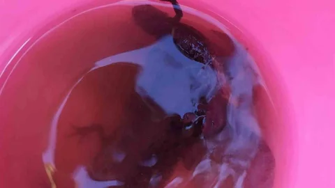 Denizli'de Su Kuyusundan Semender Çıktı