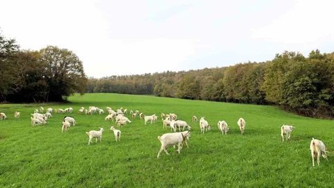 Süt Otu Desteği Maliyetleri Düşürüyor