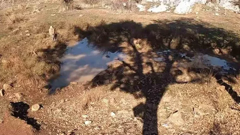 Yaban Domuzları ve Kurtlar Konya'da Görüntülendi