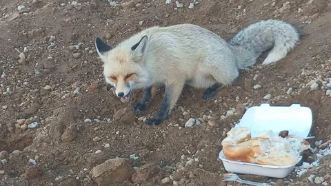Bitlis'te Tilki ve İşçiler Arasındaki Dostluk
