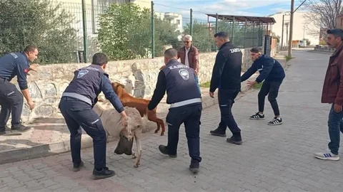 Germencik'te Başlı Başına Keçi Sorunu Çözüldü