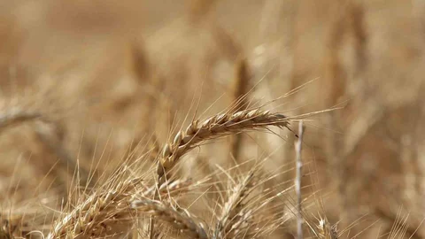 Küresel Tahıl Üretiminde Rekor Artış Bekleniyor