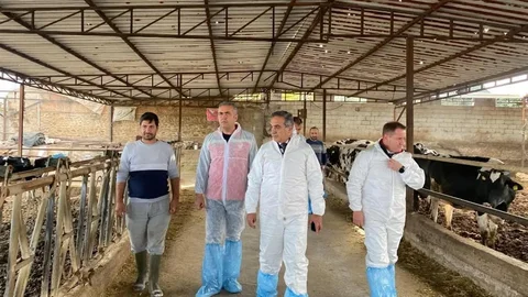 Aydın'da Şap Aşısı Uygulandı