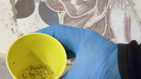 Hatay'da Fırın Denetiminde Şok Görüntüler