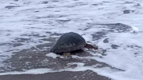 Antalya'da Caretta Caretta Özgürlüğüne Kavuştu