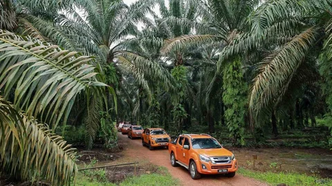 Malezya'da Palm Yağı Rekabeti