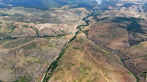 Kastamonu Ormanları Yeniden Ağaçlandırılıyor