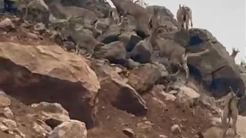 Elazığ'da Dağ Keçileri Sürü Halinde Görüntülendi