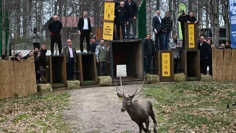 Kuzuyayla'da GPS'li Geyikler Salındı