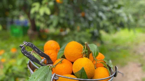 Havran Mandalinası'nda Hasat Dönemi Başladı