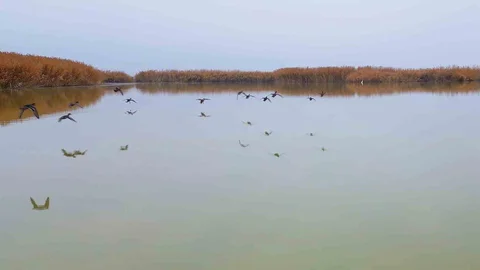 Bitlis'te Kuşların Sıcak Su Tercihi