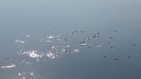 Kars Barajı Göçmen Kuşların Yeni Mekiği