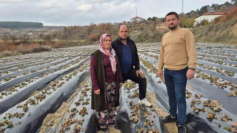 Denizli'de Çilek Üretimi Devam Ediyor