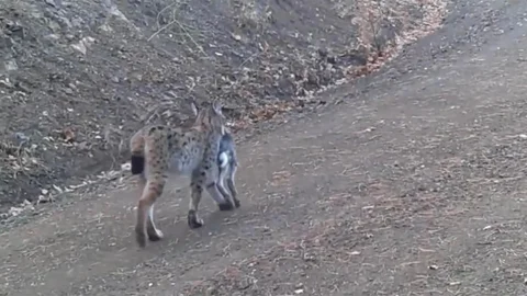 Çankırı'da Vaşak Av Peşinde