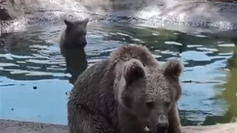 Bursa'da Ayıların Son Banyosu