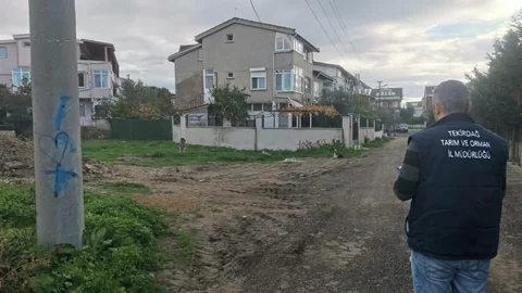 Tekirdağ'da Sokak Hayvanları Sayımı Başladı