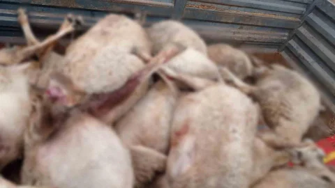 Çorum'da Kurt Saldırısı 30 Hayvana Zarar Verdi