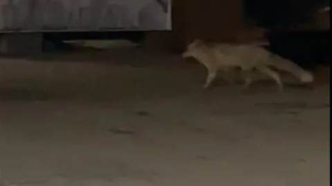 Muş'ta Aç Kalan Tilki Şehir Merkezine İndi