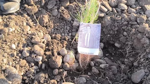 Osmaniye'de Öğretmenler Fidan Dikimi Yaptı