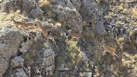 Bayburt'ta Yaban Keçileri Görüntülendi