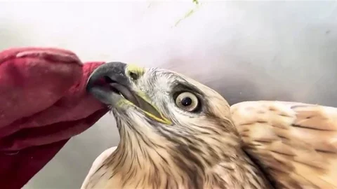 Erzurum'da Kızıl Şahin Doğaya Salındı