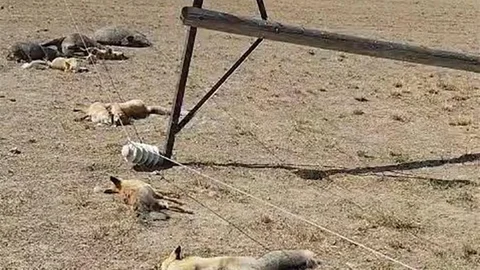 Van'da Yaban Hayvanları Elektrik Hattından Etkilendi