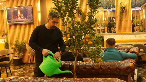 Muş'ta Kafede Mandalina Yetiştiriliyor