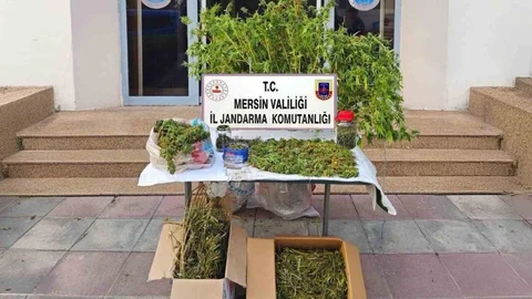 Mersin Jandarma’dan Kenevir Baskını: 52 Kök ve 11,8 Kilo Esrar Yakalandı