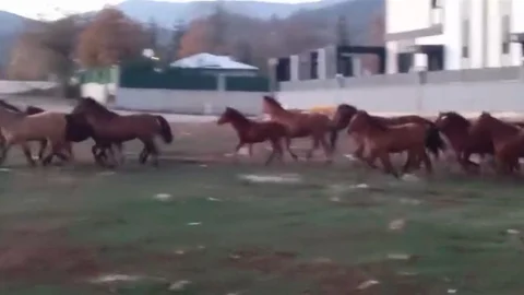 Bolu'da Yılkı Atları Şehir Merkezine İndi