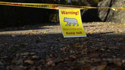 Japonya'da Ayı Sigortası Hizmeti Başladı