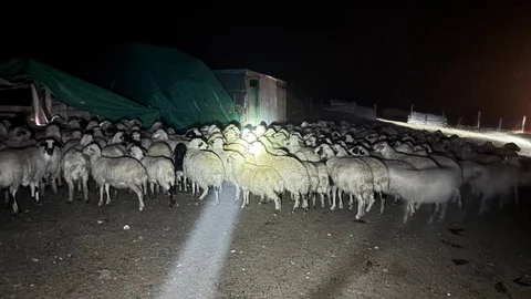 Erzincan'da Kayıp Koyunlar Bulundu