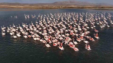 Van'da Flamingoların Konaklama Süresi Uzadı