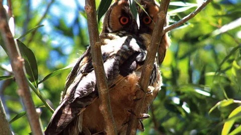 Kulaklı Orman Baykuşu Van'da Görüntülendi