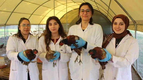 Amasya'da Üniversiteliler Sülün Yetiştiriyor