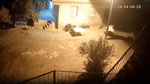 Şanlıurfa'da Sırtlanlar Tavukları Çaldı