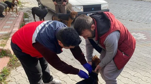 Kütahya'da Kedilere ve Köpeklere Aşı Uygulaması