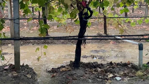 Sarıgöl'de Yağmur Sevinci Yaşanıyor