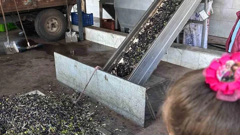 Minikler Zeytinin Yolculuğunu Öğreniyor