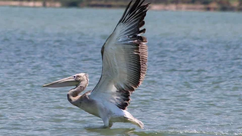 Azap Gölü'nde Tepeli Pelikan Kurtarıldı