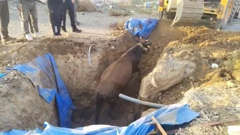 Hatay'da Çukura Düşen Büyükbaş Kurtarıldı
