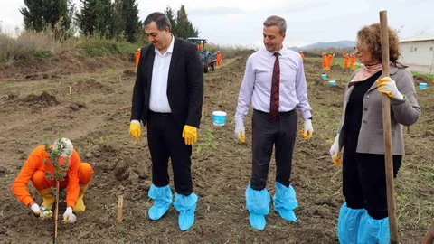 Dalaman'da Sakız Ağacı Fidanı Dikimi